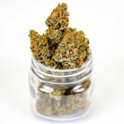 marijuana-3646055_1920