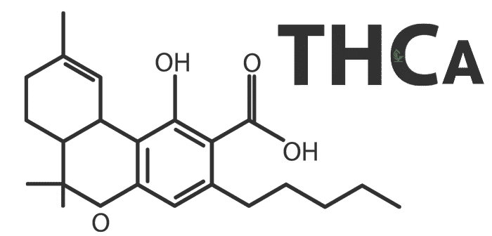 formule THCa Tetrahydrocannabinolic acid active cbd