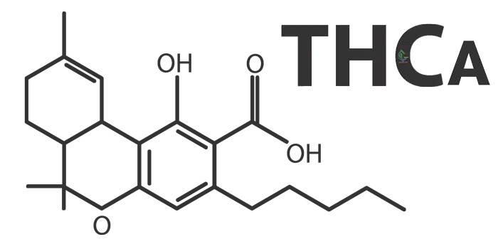 formule-THCa-Tetrahydrocannabinolic-acid-active-cbd