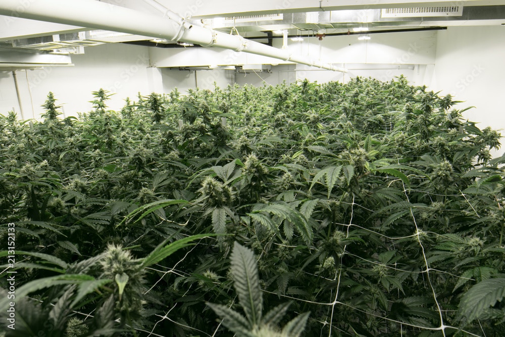 culture cannabis chanvre en interieur indoor