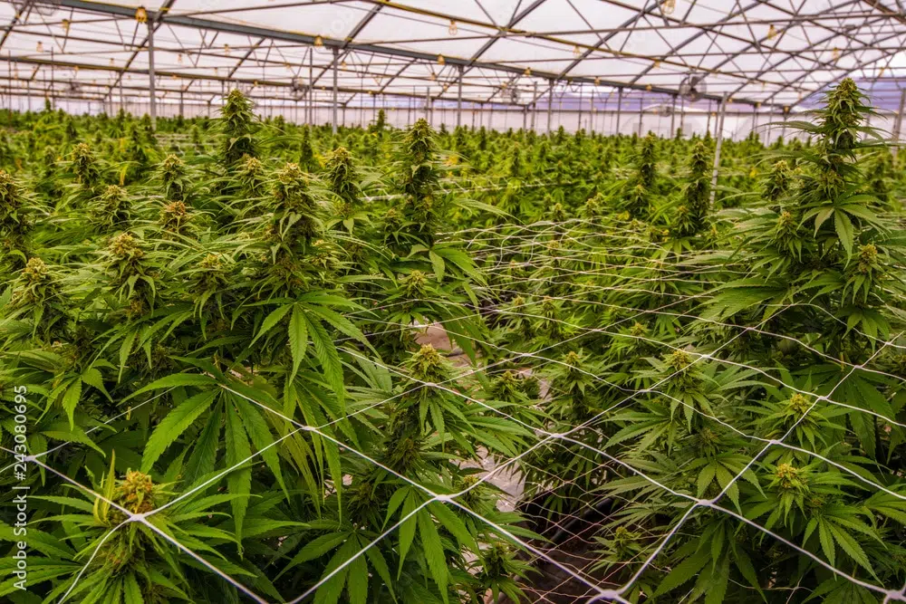 culture cannabis chanvre sous serre greenhouse