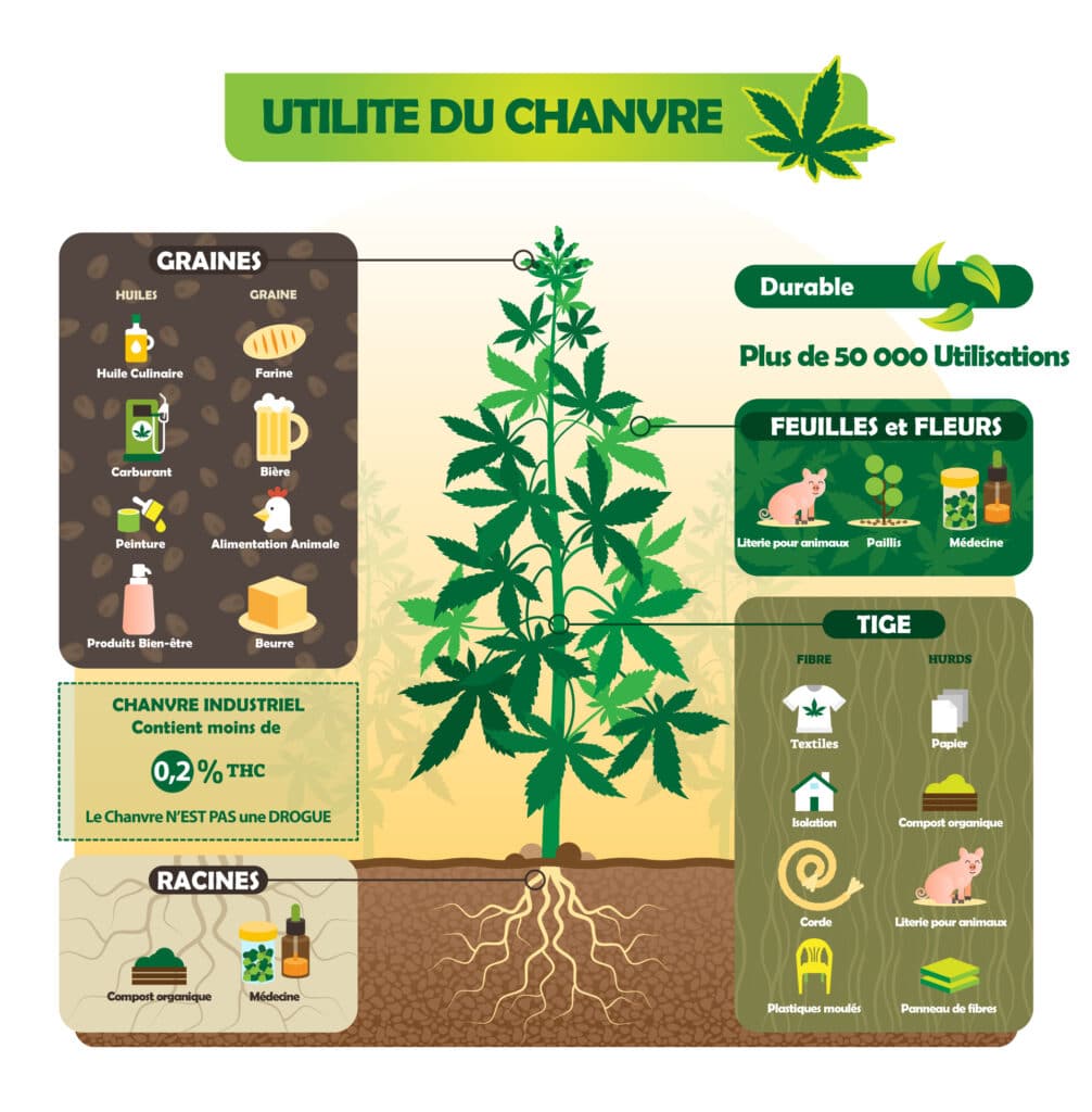 Les-différentes-utilisation-du-chanvre-et-l'anatomie-du-cannabis-par-active-cbd