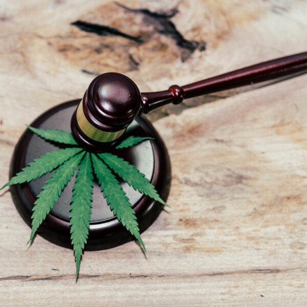 CBD-Le-Conseil-d'Etat-met-fin-à-l'interdiction-de-la-vente-de-fleurs-de-cannabis-chargées-en-CBD-en-France
